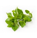 Aceite de Orégano Orgánico Silvestre 30ml (Natures Blessings)