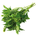 Albahaca 100gr (Tío Orgánico)