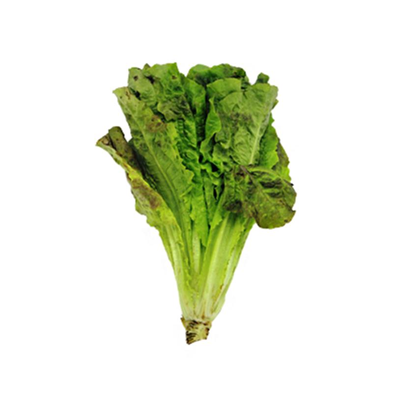 Lechuga pza